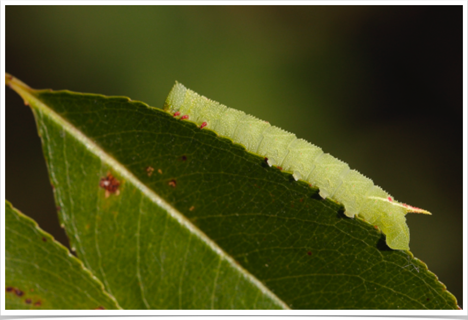 Small-eyed Sphinx on Cherry
Paonias myops
Monroe County, Mississippi